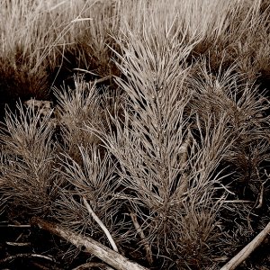 06_818bFirePine.jpg