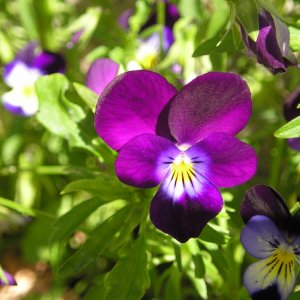 04_222Viola.jpg
