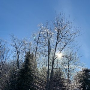 ice_trees.jpeg