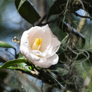 LeuGardens 2-2021 - 2500px-57.JPG