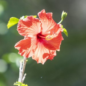 LeuGardens 2-2021 - 2500px-58.JPG