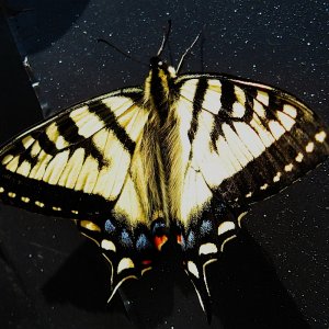 07_513Butterfly.jpg