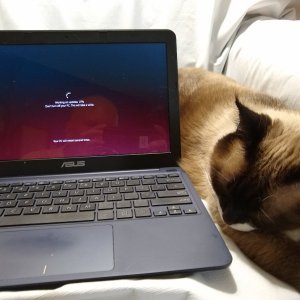 Sherlock waiting on laptop upgrade to finish.jpg