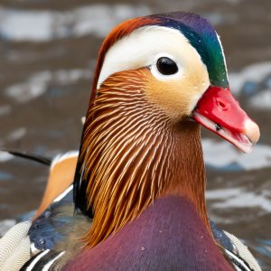 mandarin_duck3_2-23-2019-114331.jpg