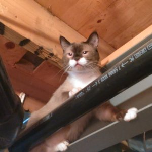Sherlock on basement I beam 1.jpg
