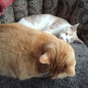 Bogart and Sinclair resting on chair.jpg
