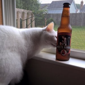 Luna and White Rascal beer.jpg