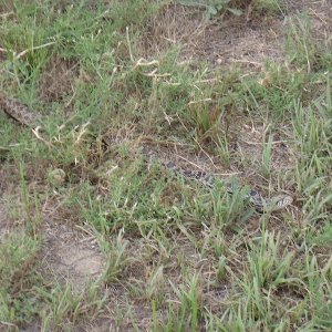 14_156SnakeInTheGrass.jpg