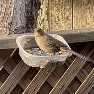 Brown Bird.jpeg