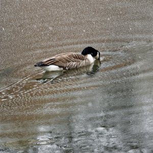 Plowing His Way Through the Ice.jpeg