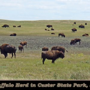 05BuffaloHerd.jpg