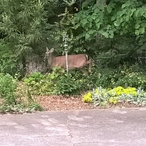 Deer at Charlotte B&B.jpg