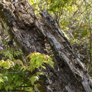 Oakland Preserve - 2500px-1.JPG