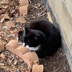 Momma Kitty in flower bed.jpeg