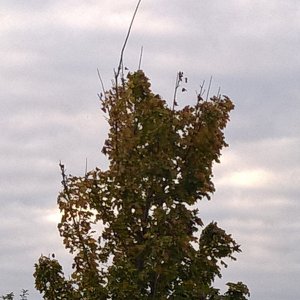 Black bird on top of tree 1.jpg