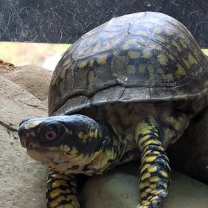 Turtle at Battlle Darby park 2.jpg