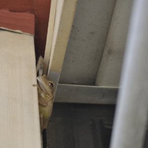 tree_frog_neighbor.JPG