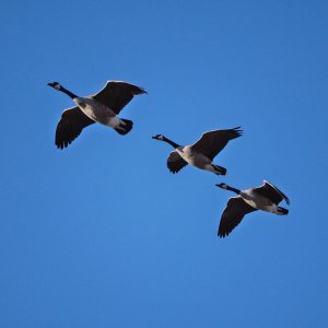 P1011188.jpg