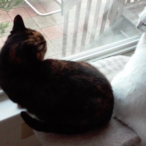 Fiona and Luna on same window ledge.jpg