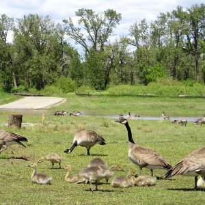 05_234CanadaGeese.jpg
