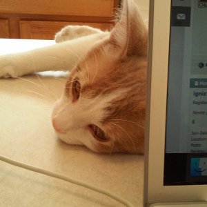 Sinclair behind laptop.jpg