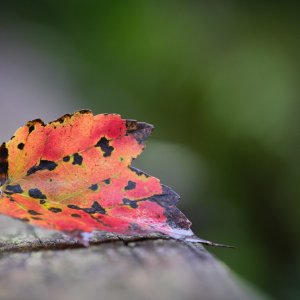 E9617F1C-713D-49B0-8FA2-E3C0BEA29208.jpeg