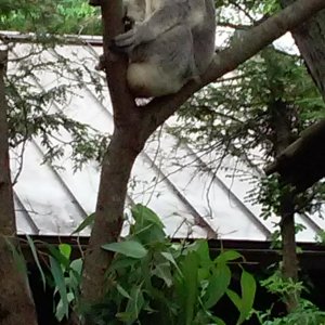Koala.jpg