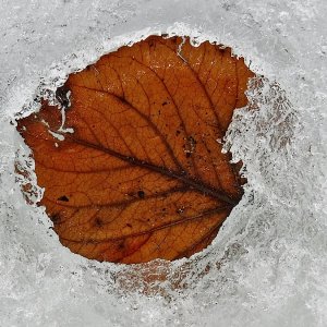 21_34aEmbeddedLeaf.jpg