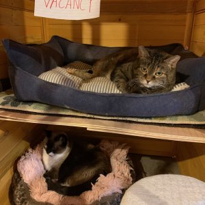 Scully and Sherlock - No vacancy.jpg