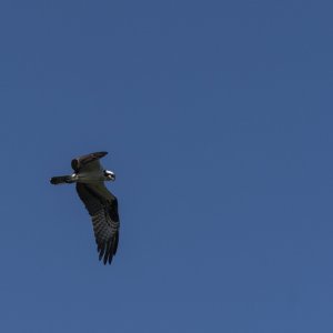 Oakland Preserve - 2500px-10.JPG