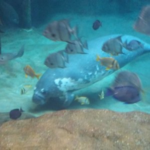 Manatee and fish.jpg