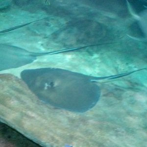 Manta rays.jpg