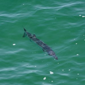 Sebastian Inlet - 2500px-9.JPG