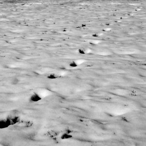 Struggle 04 BW.jpg