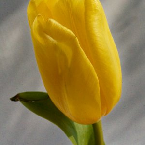 Yellow Tulip, Orange Vase..jpeg
