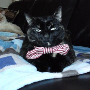 Kachiko with bowtie 1.jpg