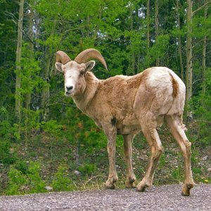 06_310BigHorn.jpg