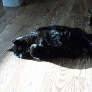Sabrina curled up on living room floor.jpg