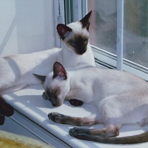 Kittens in the Window.jpg