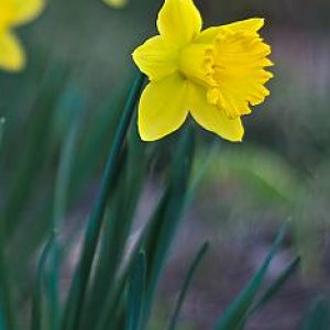 Yellow flower - 1.jpg