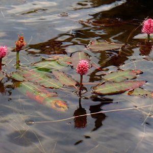 10_Hyacinth.jpg