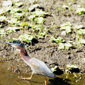 satuurated Heron.JPG