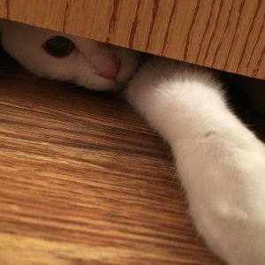 Luna sticking paw under door.jpg