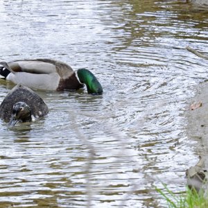 Ducks 01 resize.jpg