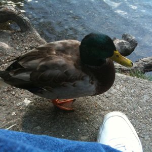 Duck1.JPG