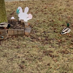 Ducks in front yard with Easter decorations.jpeg