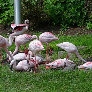Flamingo 01 resize.jpg