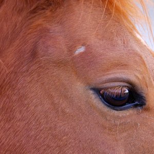 Mapleton Horse 1 resize.jpg