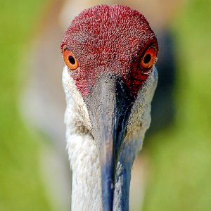 Chapter 9 - Exclusions - 1500px.JPG