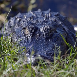 Wetlands Gator.JPG